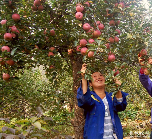 润丰中农效果展示