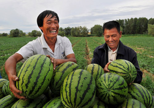 润丰中农效果展示