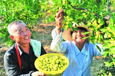 润丰中农效果展示