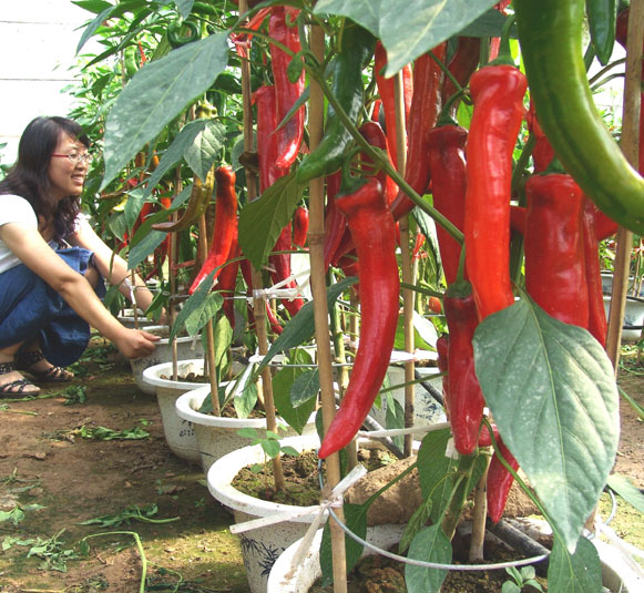 润丰中农效果展示