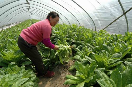 润丰中农效果展示